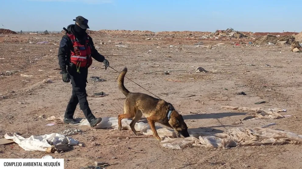 Hoy continuarán los rastrillajes con Ciara, una perra entrenada para rastrear restos biológicos humanos. Foto: Prensa MPF Neuquén.
