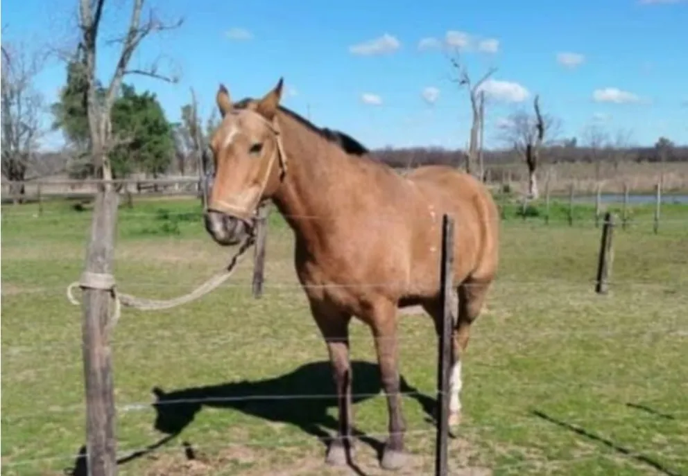 Los dos sujetos ingresaron al campo e intentaron apoderarse del caballo, pero fueron descubiertos por el personal. Foto: archivo.