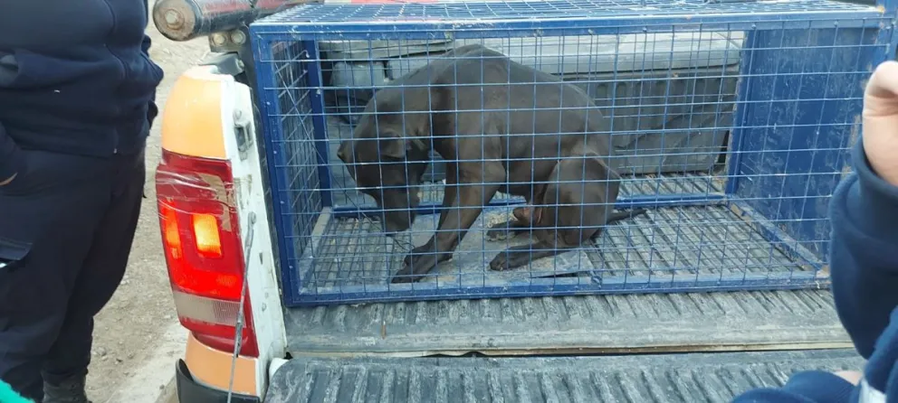 La Fiscalía tomó intervención y el perro quedó bajo custodia municipal. Foto gentileza