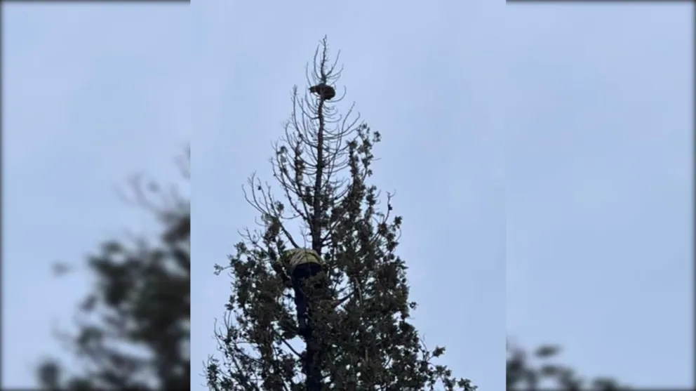 La dueña del gato agradeció entre lágrimas toda la ayuda recibida. Foto gentileza