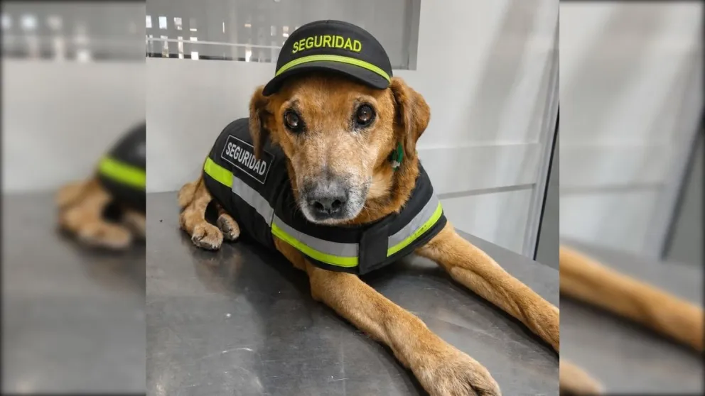 La Municipalidad de Cipolletti y la Fundación para el Bienestar Animal (Fun.Pa.Bia) mantienen vigente una campaña para encontrar hogares responsables para animales rescatados. Foto gentileza