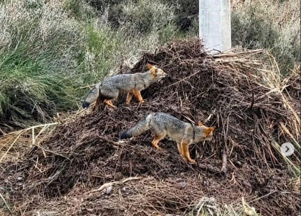 El avance la urbanización pone en riesgo el hábitat natural de una especie autóctona. El zorro colorado patagónico y el zorro gris se encuentran en riesgo. Foto: gentileza.