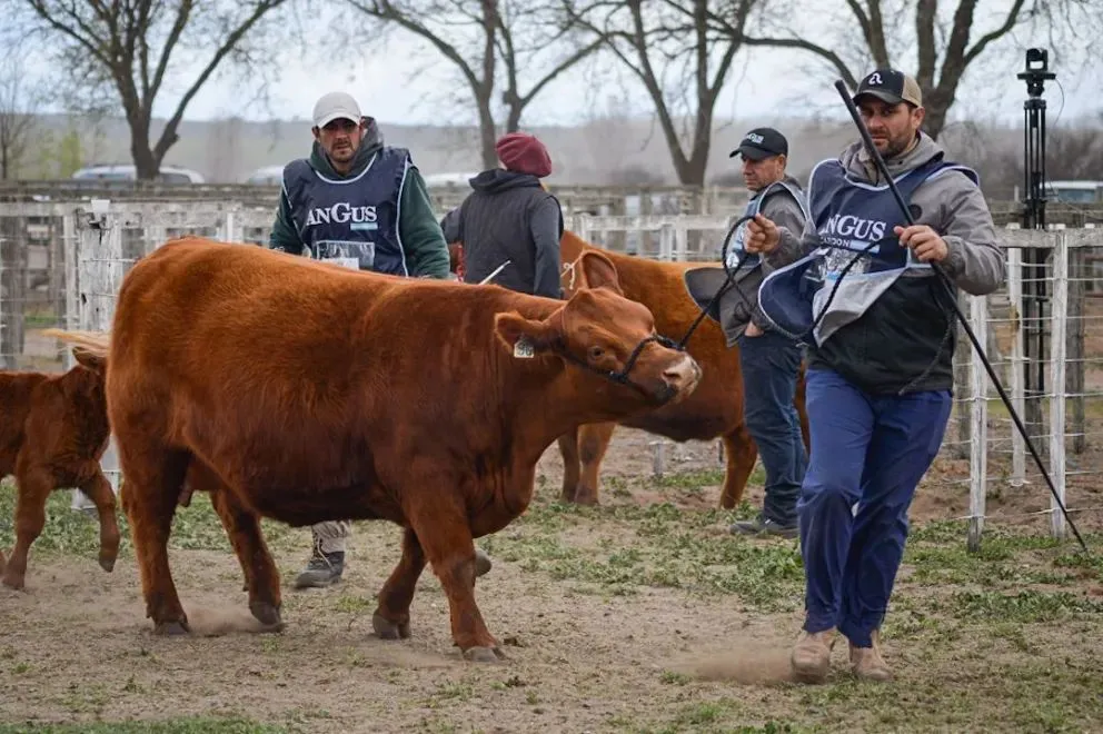 El Angus gana terreno en Río Negro y se posiciona a nivel nacional. Foto: Emanuel Mirenghi.