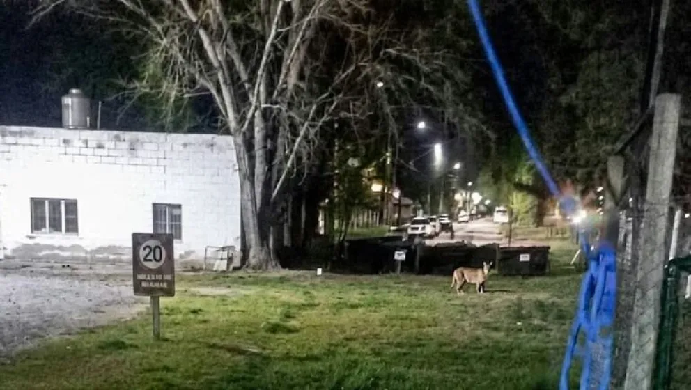 El puma fue visto en una chacra ubicada sobre ruta 65 y 1º de Mayo en Fernández Oro. Foto gentileza