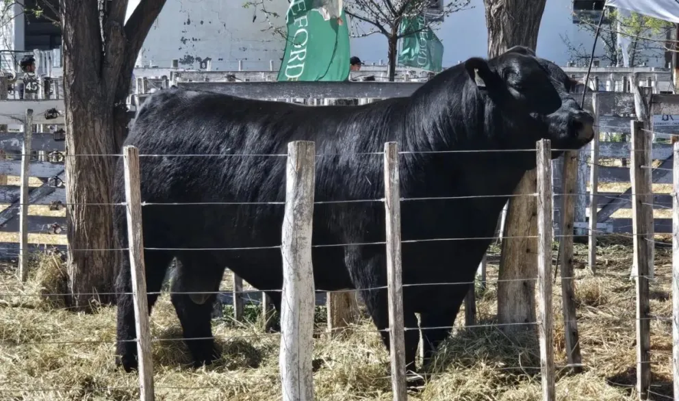 Una de las cabañas ganadoras es del Valle Medio. Foto gentileza 