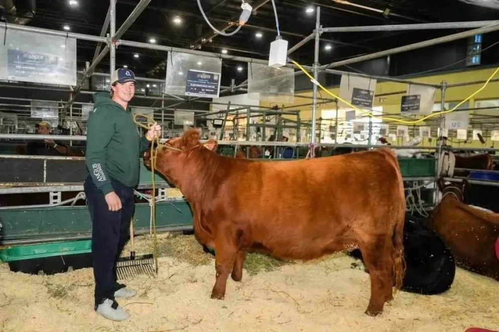 La cabaña consolida su posición como proveedor de reproductores de élite para toda la región, incluso cruzando la barrera hacia zonas más competitivas. Foto: Gentileza.