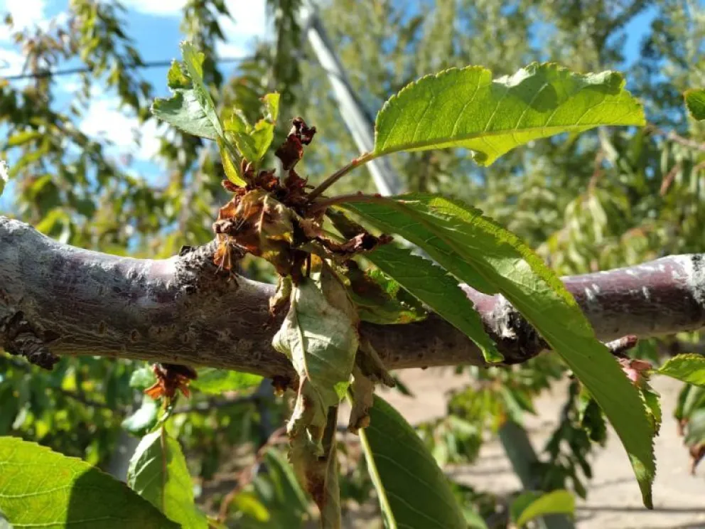 Los especialistas recomiendan un monitoreo constante en el monte frutal para poder actuar ante la aparición del primer síntoma de la enfermedad. Foto: gentileza.