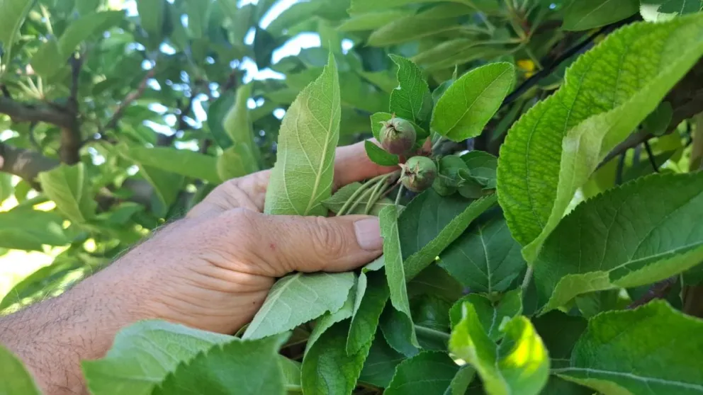 Los productores indican que las bajas temperaturas están afectando actualmente el desarrollo de la fruta. Foto Daniela Luján para Cipo360